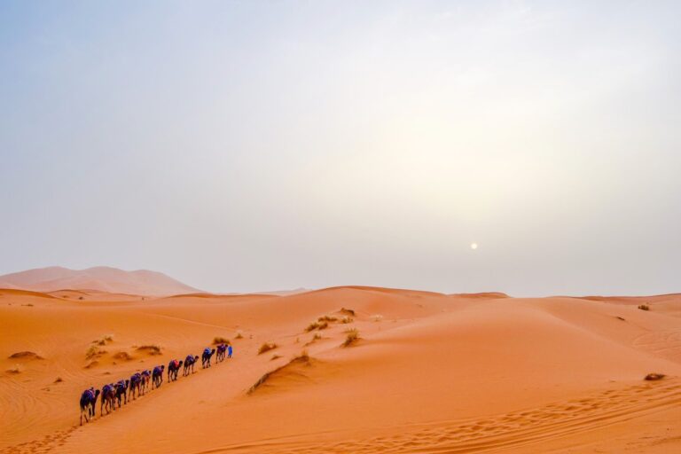 Camel train crossing Sahara Desert