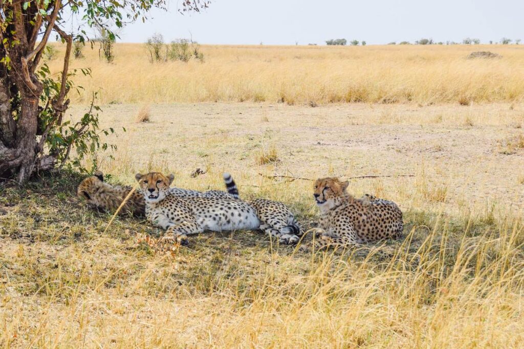 A coalition of cheetahs relax under the shade of a tree in Kenya