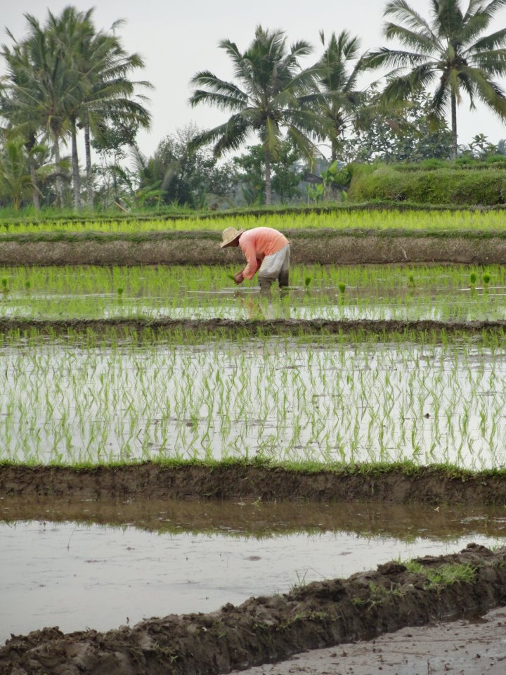 Indonesian farmer working in the rice paddy field