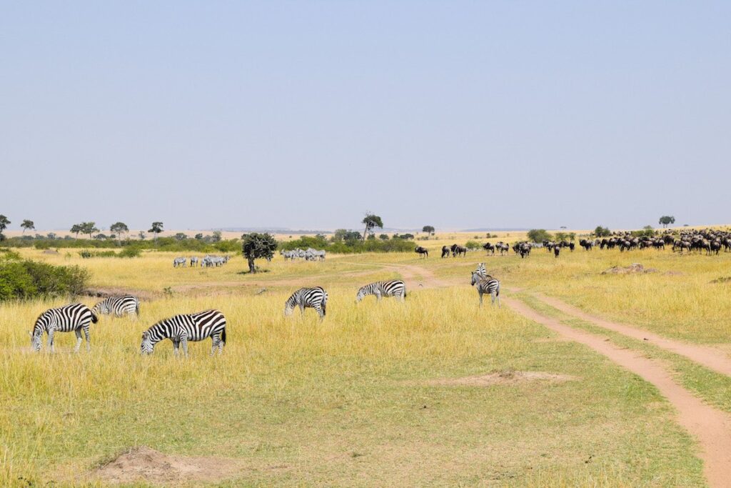 A herd of Zebra graze on the plains of the Masai Mara