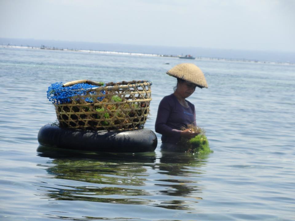 Nusa Lembongan seaweed farm