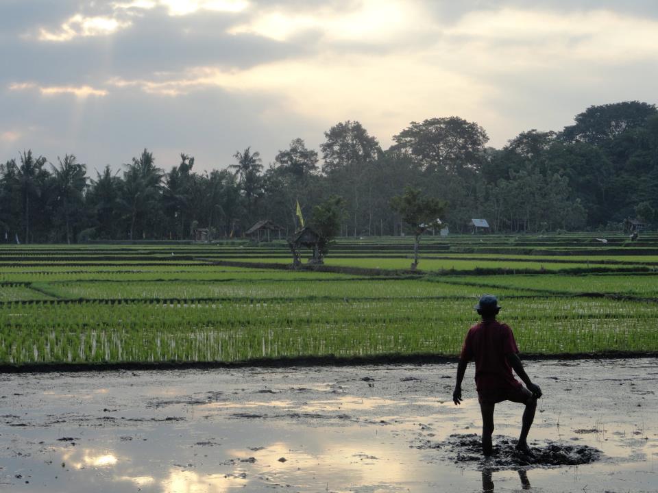 Indonesian man working in a rice field, looking out across the paddy field