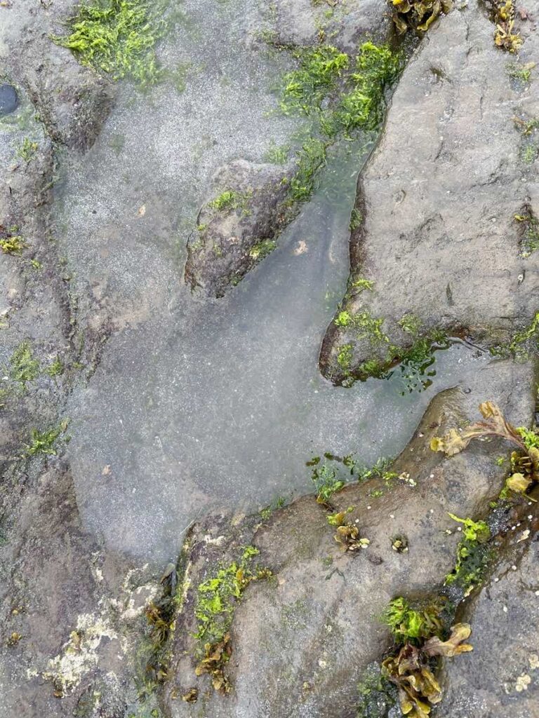 Fossilized dinosaur footprint on An Corran Beach, Isle of Skye, Scotland.