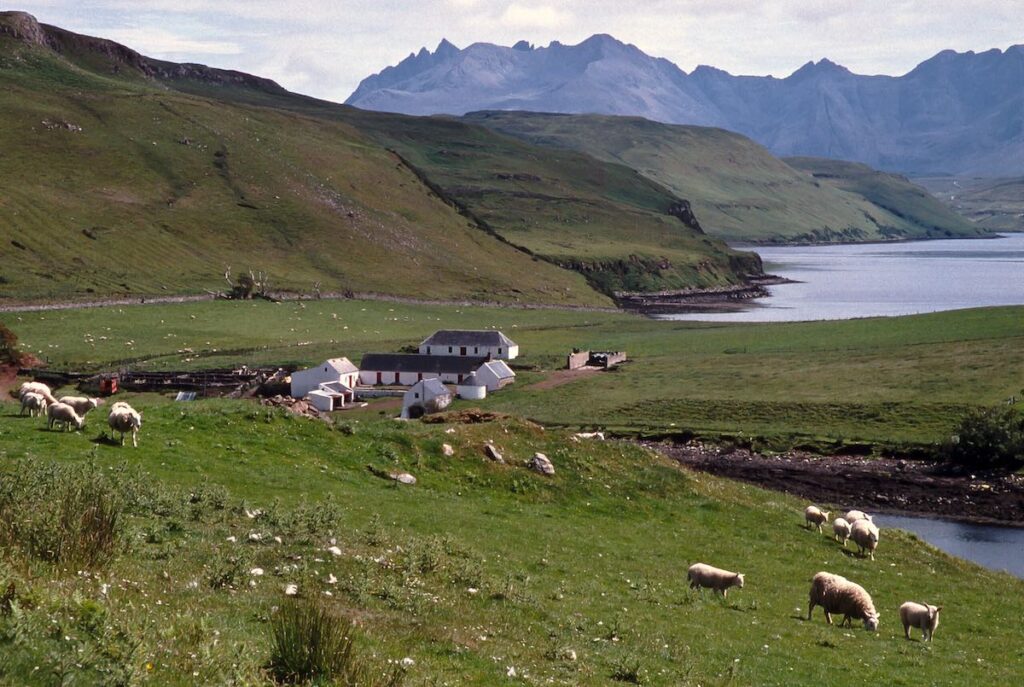 Sheep grazing on the rolling hills of the Isle of Skye, Scotland