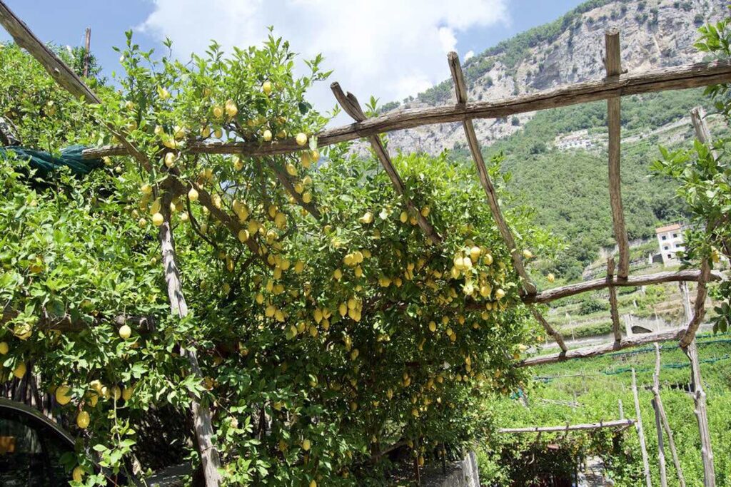 Walking path through lemon groves on the Amalfi Coast in Italy.